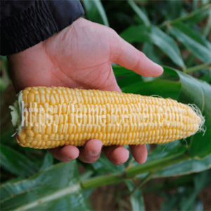 Абігаль F1 - кукурудза цукрова, 5 000 насіння, Agri Saaten (Агрі Заатен) Німеччина фото, цiна